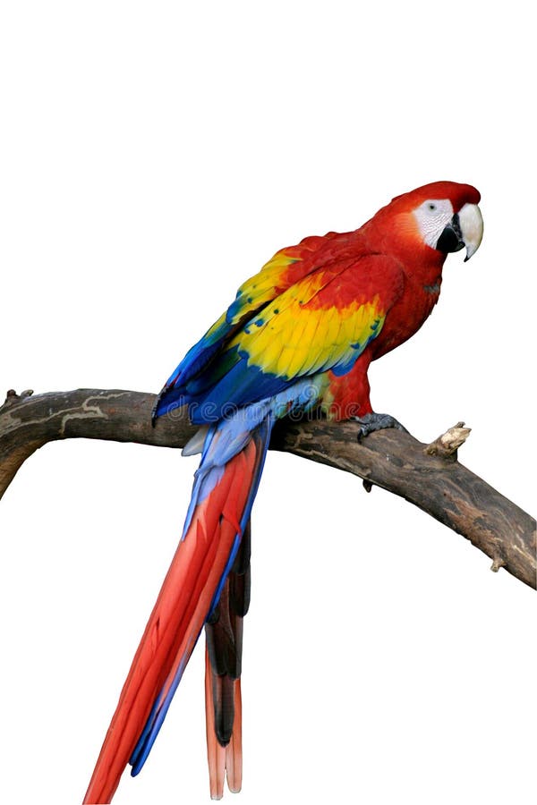 Macaw rojo aislado (petición)