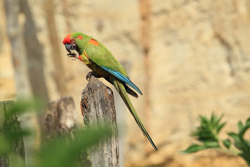 Macaw Rosso-fronteggiato