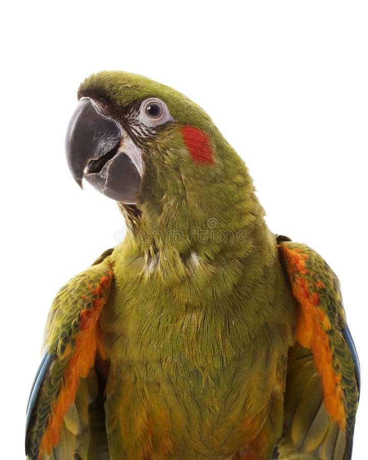 Macaw Rosso-fronteggiato