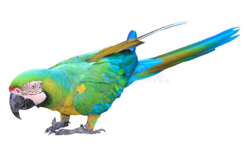 Macaw verde colorido do papagaio isolado foto de stock Macaw verde colorido do papagaio isolado foto de stock