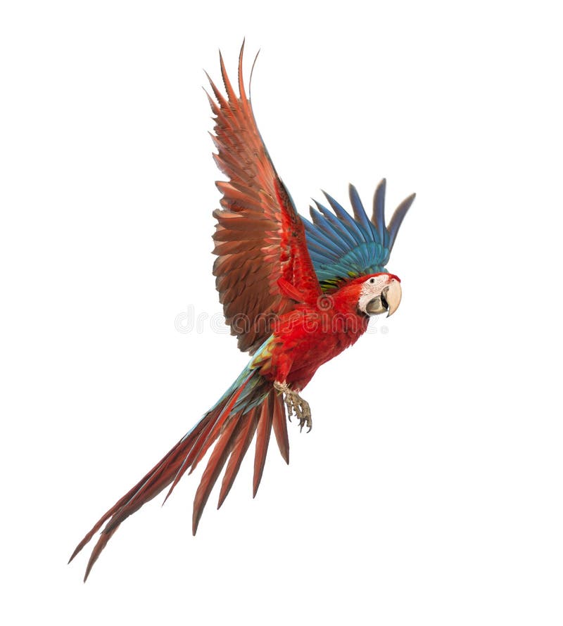 Macaw Verde-con alas, chloropterus del Ara, de 1 año, volando
