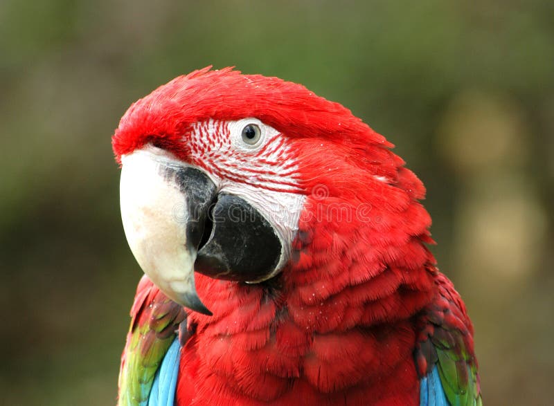 Macaw viridipenne images libres de droits