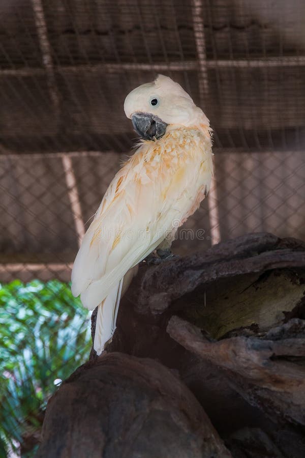 Macaw White Bird in the Cage,white Parrot Stock Photo Image of avian