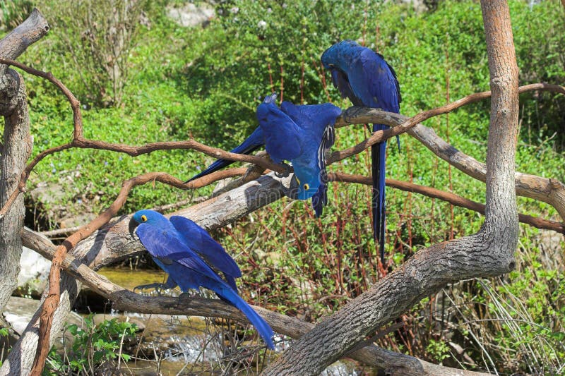 Macaw y amigos del jacinto Macaw y amigos del jacinto