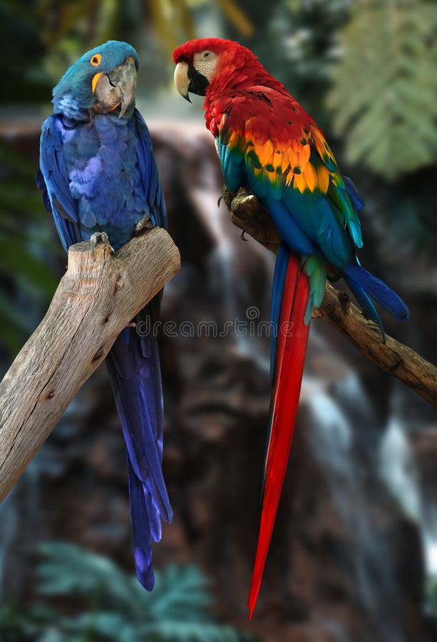 macaw παπαγάλοι macaw παπαγάλοι
