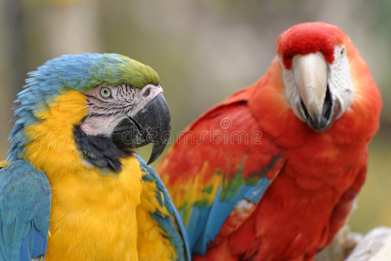 macaws στοκ εικόνες με δικαίωμα ελεύθερης χρήσης macaws στοκ εικόνες με δικαίωμα ελεύθερης χρήσης