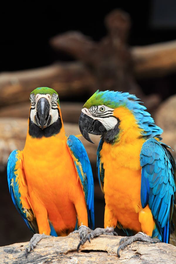 Macaws bleu-et-jaunes de couples (ararauna d'Ara) images stock Macaws bleu-et-jaunes de couples (ararauna d'Ara) images stock