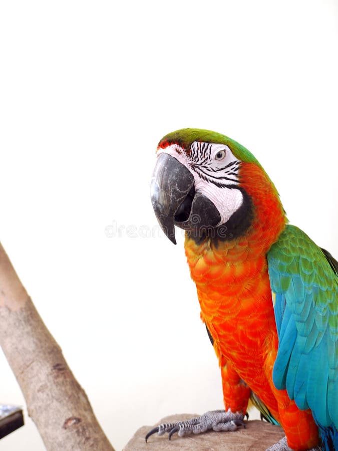Macaws catalina. Catalina macaws este un tip de papagal mare. are multe culori pe corp. se așează pe lemnul de pasăre.