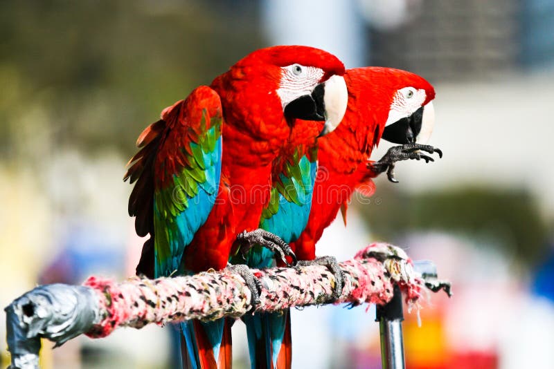 Macaws