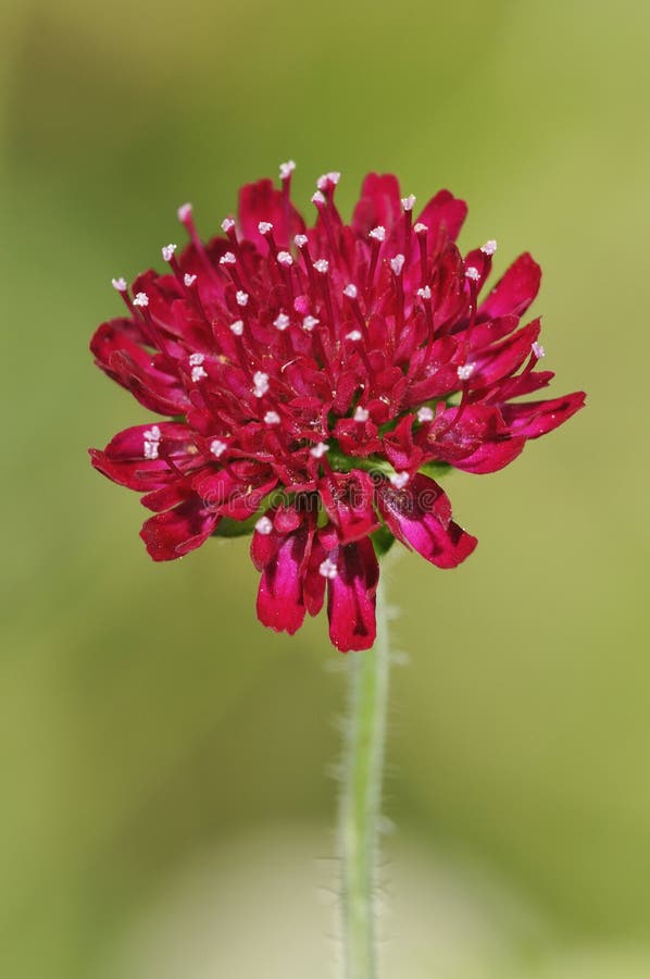 Macedonian Scabious, Knautia Macedonica, Beautiful Deep Purple Flower