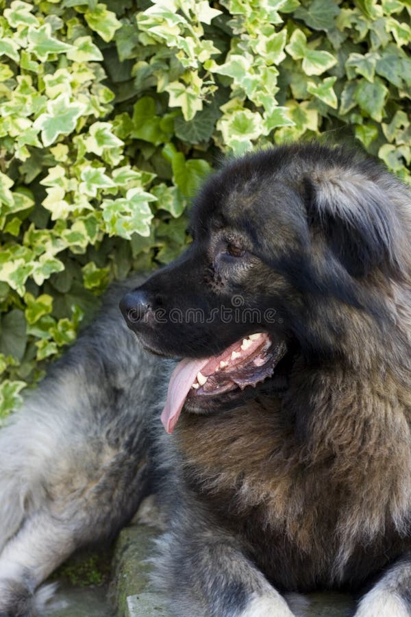 Macedonian shepherd dog