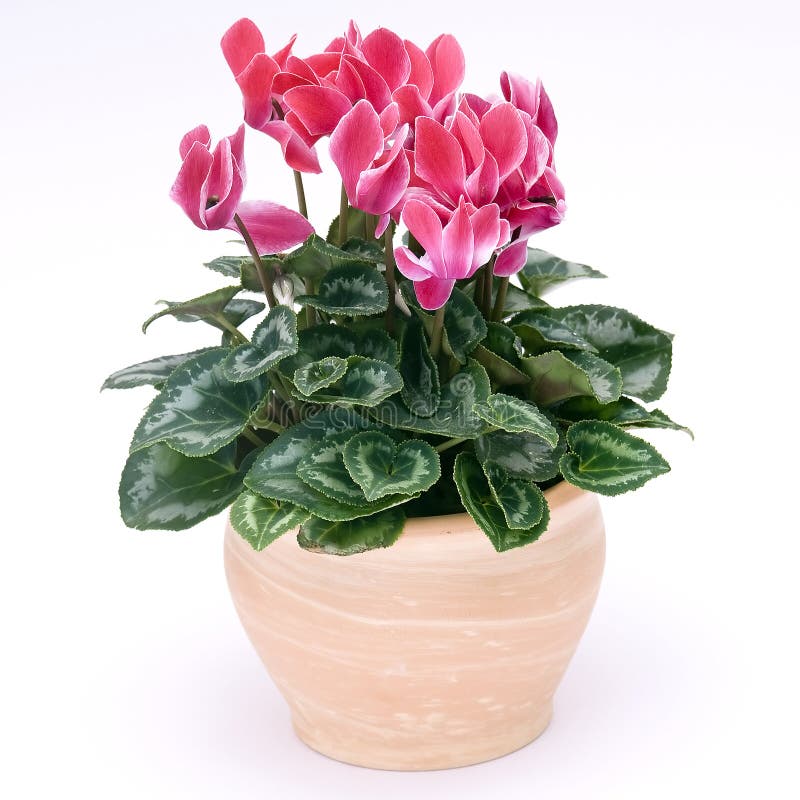 Maceta de Cyclamen fotografía de archivo Maceta de Cyclamen fotografía de archivo