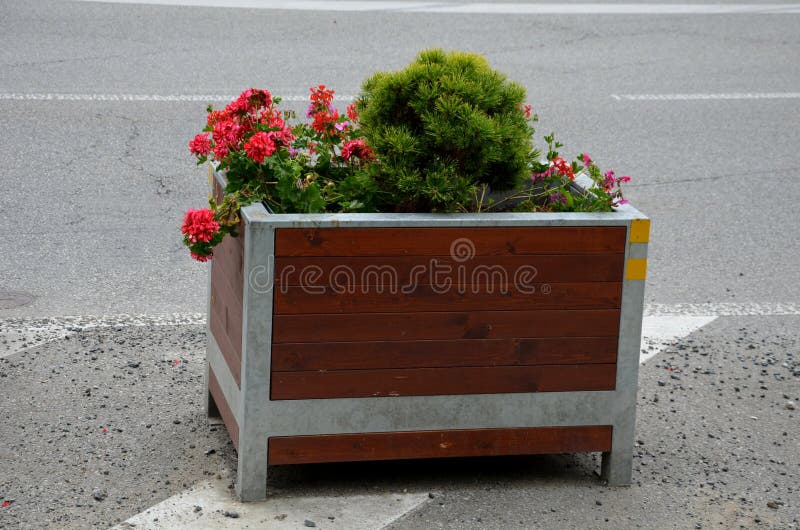 Maceta Con Las Flores Enanas Del Pensamiento Foto de archivo - Imagen de  planta, enano: 112841818