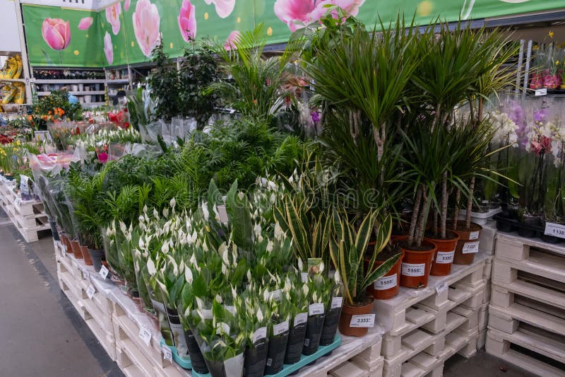 Moscow, Russia, March 3, 2024. Various potted plants, including flowers, shrubs, trees, and grass, are displayed on pallets in a building dedicated to selling natural foods and urban design products. Moscow, Russia, March 3, 2024. Various potted plants, including flowers, shrubs, trees, and grass, are displayed on pallets in a building dedicated to selling natural foods and urban design products