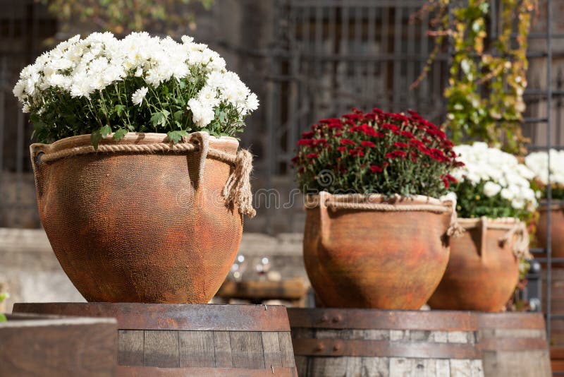 Macetas Grandes Con Blanco Y Los Crisantemos De Borgoña Venta De Flores Foto de archivo - Imagen de rosa, crisantemo: 128370506 Macetas Grandes Con Blanco Y Los Crisantemos De Borgoña Venta De Flores Foto de archivo - Imagen de rosa, crisantemo: 128370506
