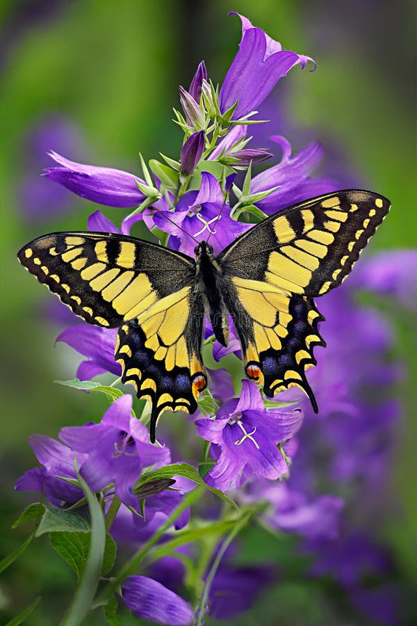 Machaon della farfalla o coda di rondine gialla su un mazzo del bellflower fotografia stock libera da diritti Machaon della farfalla o coda di rondine gialla su un mazzo del bellflower fotografia stock libera da diritti