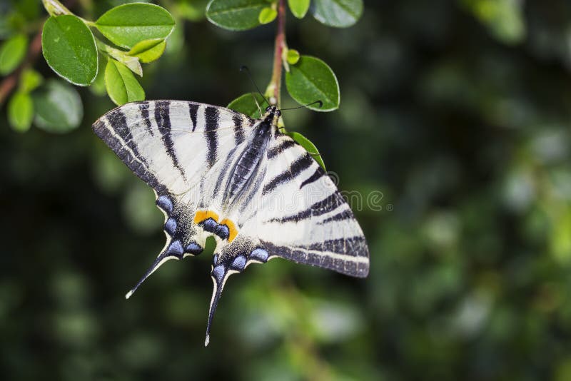 Machaon rare, beau papillon sur la fleur image stock Machaon rare, beau papillon sur la fleur image stock