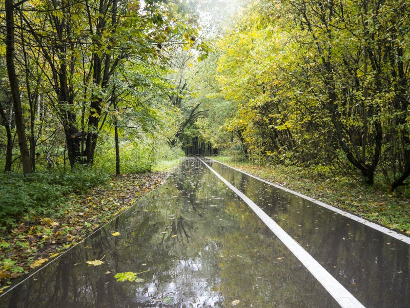 Machen Sie lang gerade Asphaltgasse mit weißer Linie im regnerischen Herbstpark nass stockfoto Machen Sie lang gerade Asphaltgasse mit weißer Linie im regnerischen Herbstpark nass stockfoto
