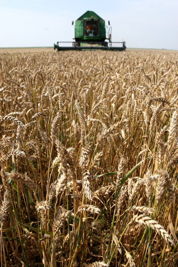 Machine harvesting