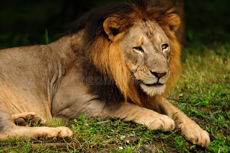 Portrait of an Asiatic Lion, a critically endangered animal found only in Gir National Forest in India. Portrait of an Asiatic Lion, a critically endangered animal found only in Gir National Forest in India