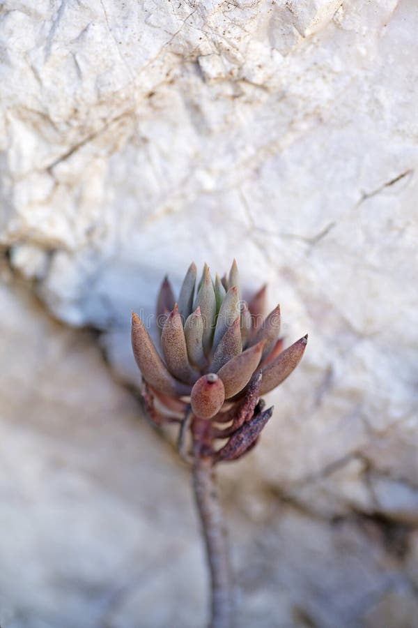 Macho-sedum sediforme crassulaceae cinquenta megapixels fotos de stock