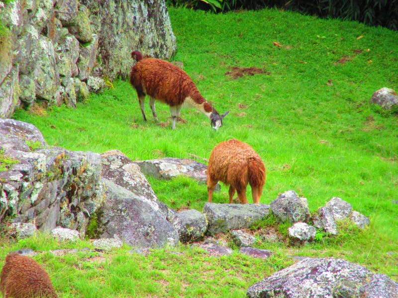 Machu Picchu Inca Trails, Landseite von Peru stockfoto Machu Picchu Inca Trails, Landseite von Peru stockfoto