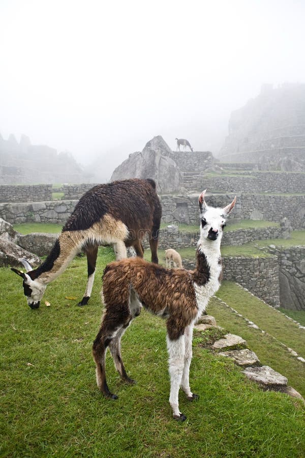 Machu Picchu Llamas