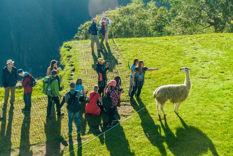 Tourists watch lamas at Machu Picchu ruins stock photography Tourists watch lamas at Machu Picchu ruins stock photography