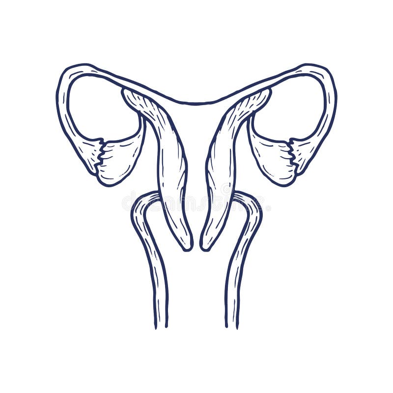 Macica z jajnikiem, cervix, fallopian tubki odizolowywać na tle samica system rozrodczy royalty ilustracja Macica z jajnikiem, cervix, fallopian tubki odizolowywać na tle samica system rozrodczy royalty ilustracja