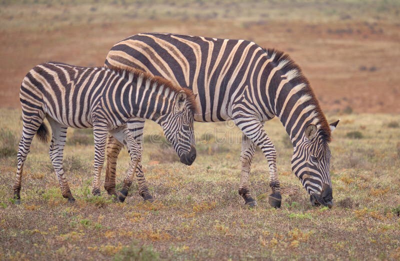 macierzysta dziecko zebra zdjęcie stock macierzysta dziecko zebra zdjęcie stock