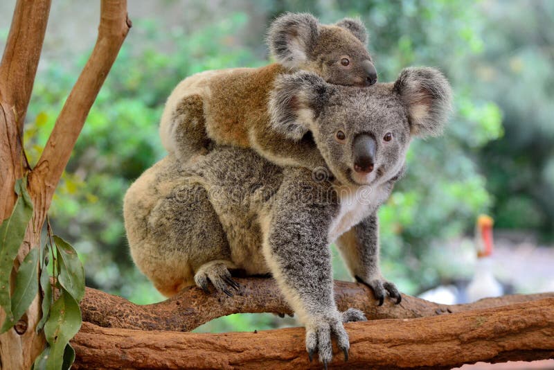 Macierzysta koala z dzieckiem na ona z powrotem
