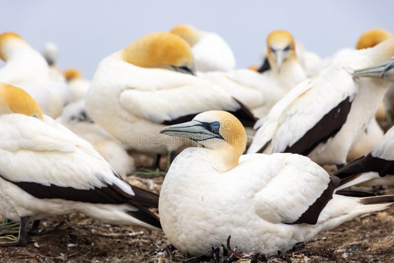 Macierzysty gannet obsiadanie na gniazdowym utrzymuje kurczątku ciepłym zdjęcia royalty free Macierzysty gannet obsiadanie na gniazdowym utrzymuje kurczątku ciepłym zdjęcia royalty free