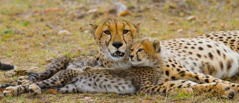 Macierzysty gepard i jej lisiątko w sawannie Kenja Tanzania africa Park Narodowy kmieć Maasai Mara fotografia stock Macierzysty gepard i jej lisiątko w sawannie Kenja Tanzania africa Park Narodowy kmieć Maasai Mara fotografia stock