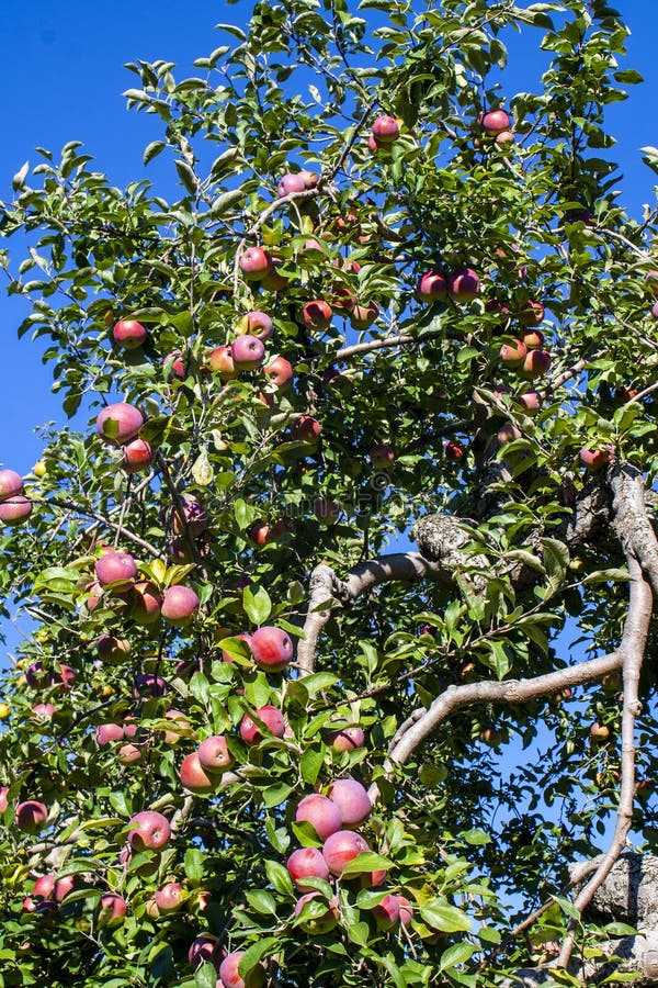 Macintosh Apples Fruit Branch Stock Image Image of laval, outdoors 230150175
