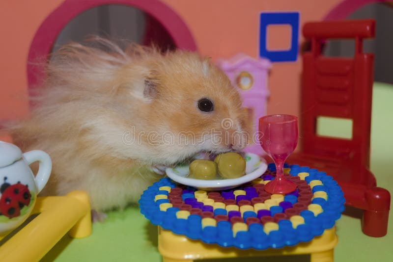 Macios bonitos iluminam-se - o hamster marrom come três ervilhas fotografia de stock royalty free Macios bonitos iluminam-se - o hamster marrom come três ervilhas fotografia de stock royalty free