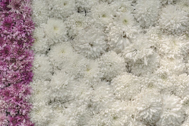 Macizo de flores/pared de flores - exhibición adornada fotografía de archivo Macizo de flores/pared de flores - exhibición adornada fotografía de archivo