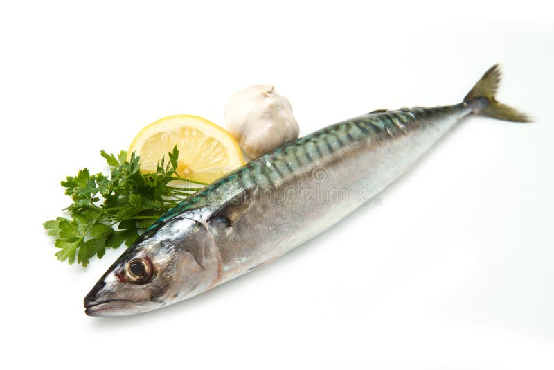 Mackerel stock photos Mackerel stock photos
