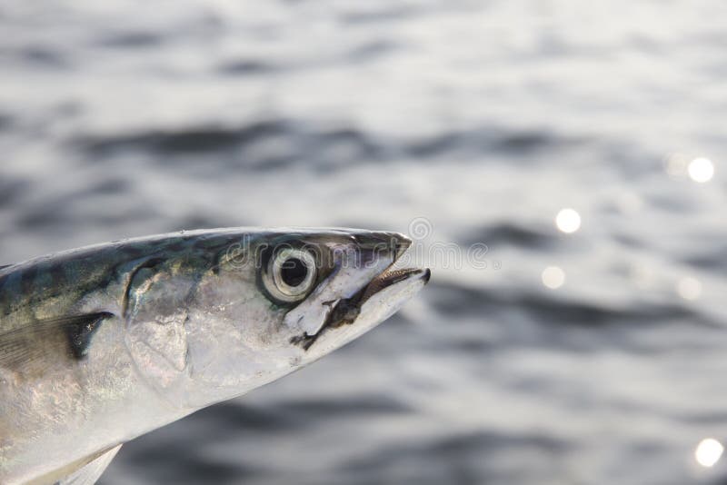 Mackerel stock photo. Image of ocean, fish, skin, salt 21390160