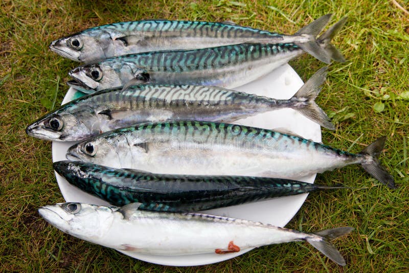 Mackerel fish stock image. Image of three, four, fishing 9272855