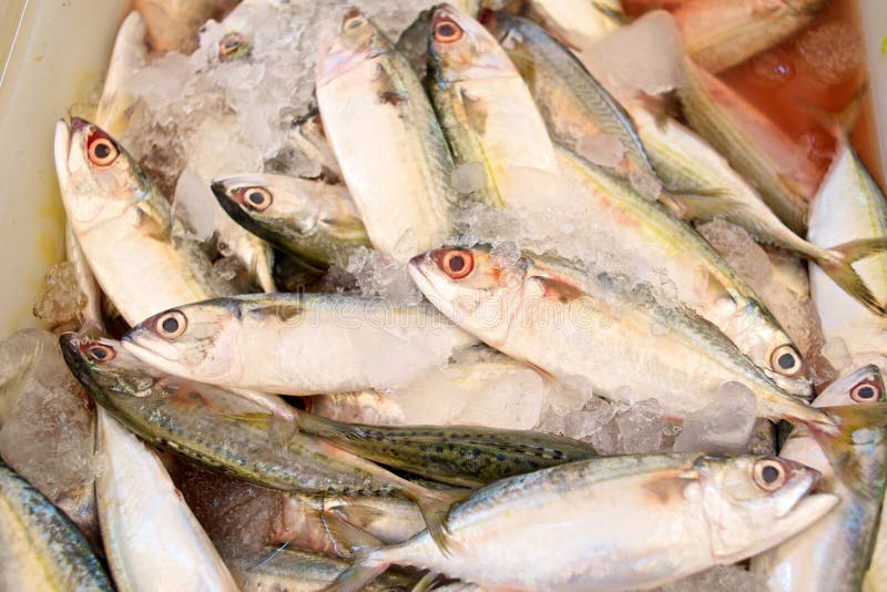 Mackerel stock image. Image of mackerel, cold, food, eating 37689217