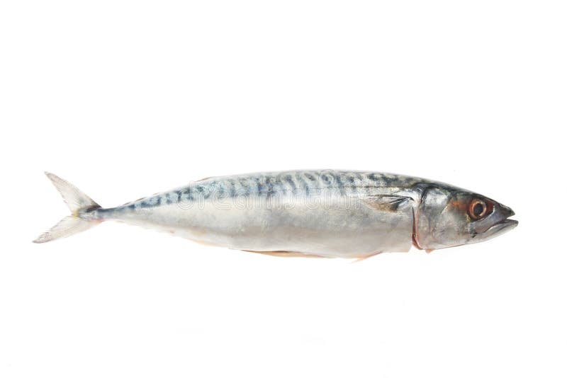 Mackerel