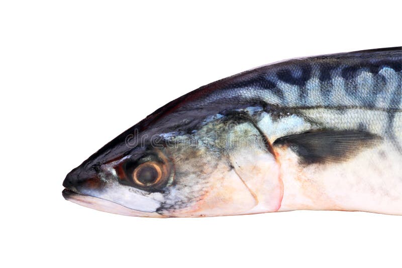 Mackerel stock photo. Image of prepared, mackerel, food 11395652