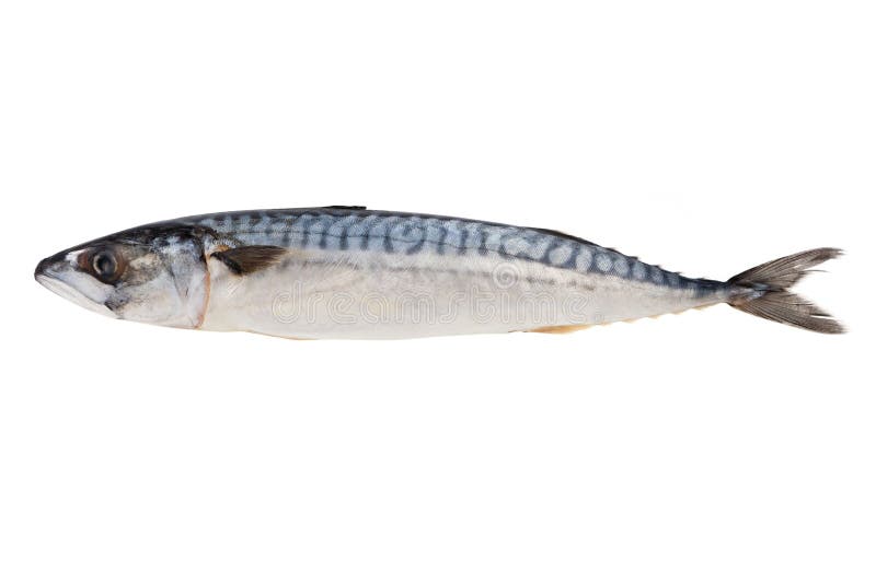 Mackerel fish stock photo. Image of isolated, life, horizontal 43415818
