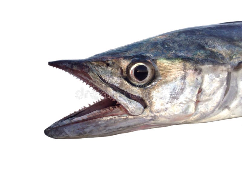 Mackerel fish closeup stock image. Image of food, bigeye 85701705