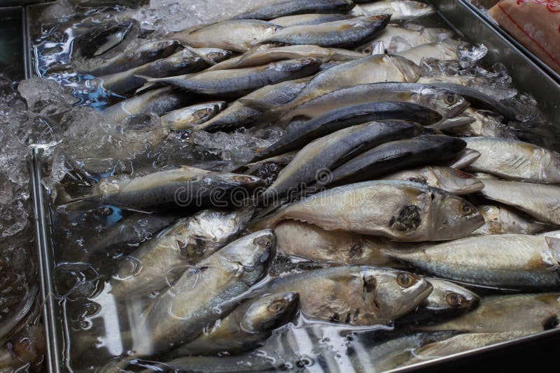 Mackerel Fish in Fresh Market Stock Photo Image of consumption