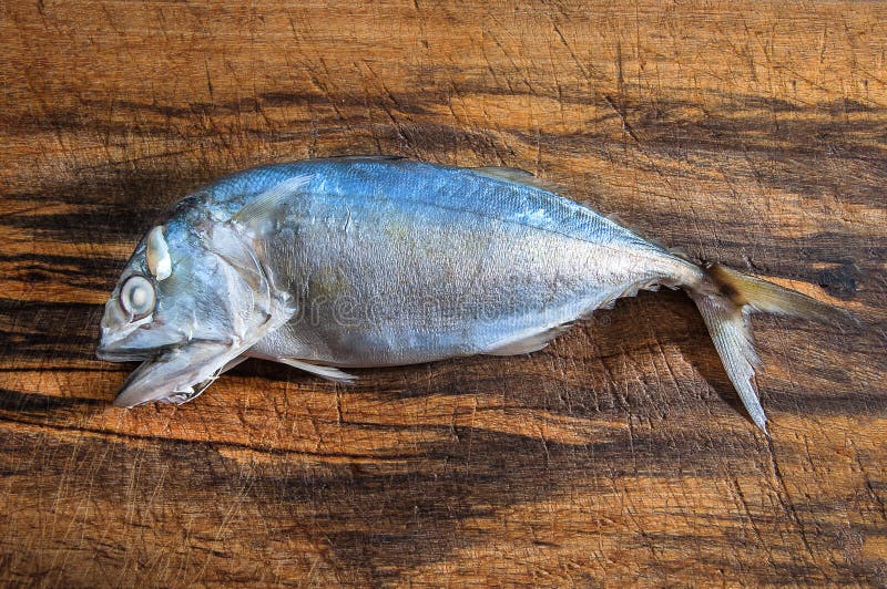 Mackerel fish stock photo. Image of diet, cuisine, cooked 75270448