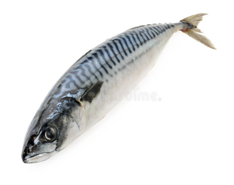 Mackerel fish isolated stock photo. Image of food, seafood 71672810