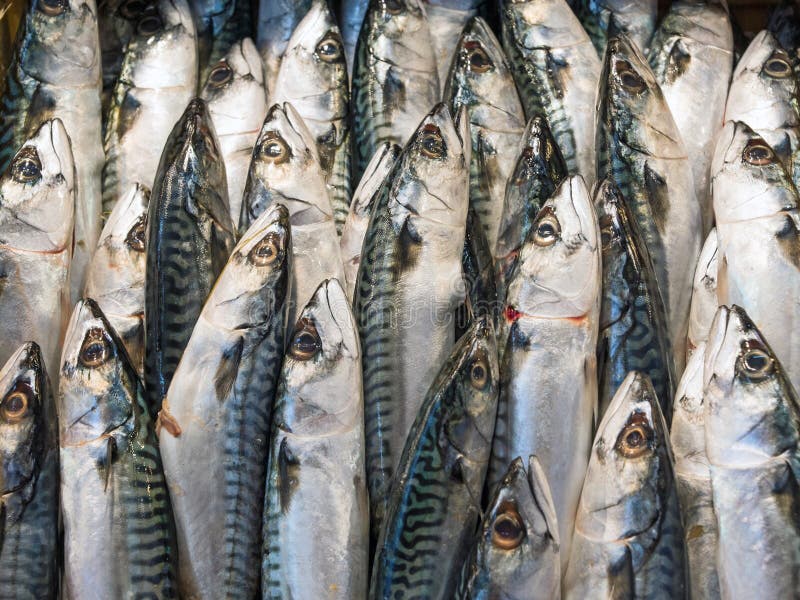 Mackerel Fish at the Market Stock Image Image of market, greece 27486329