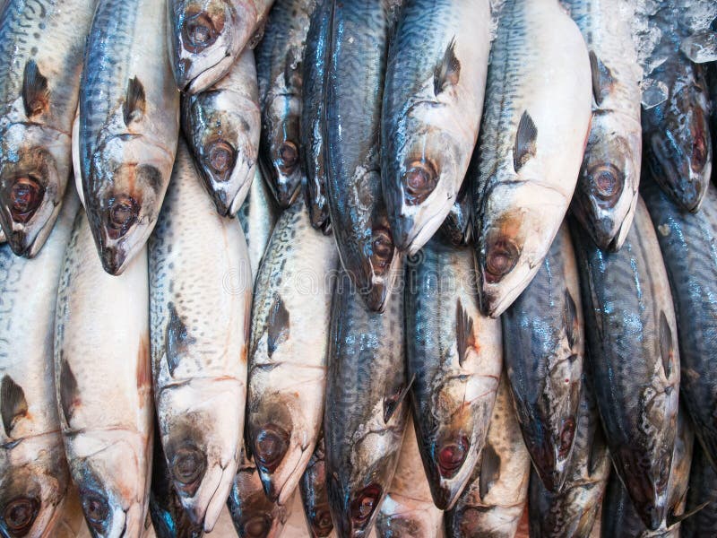 Mackerel fish stock photo. Image of mackerel, market 52724508