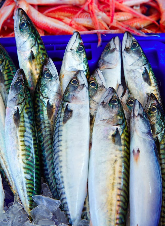 Mackerel Seafood in Yellow Pail Stock Photo Image of ocean, food 9631568